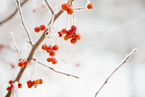 Branch with small frozen berries. — Stock Photo, Image