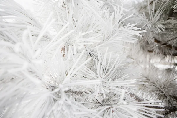 Pine branches covered rime frosty — Stock Photo, Image