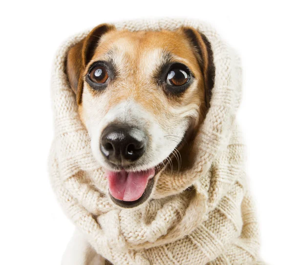 Cão bonito sorrindo em uma cobertura para a cabeça — Fotografia de Stock