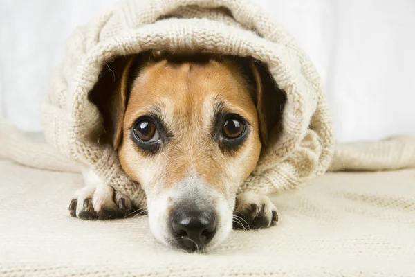 Sorgliga söt hund — Stockfoto