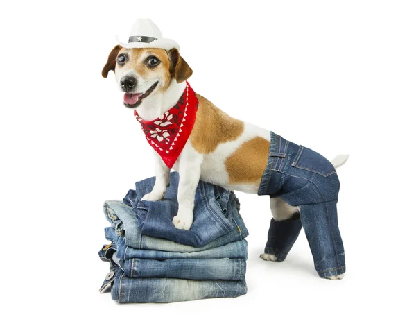 Dog clothes — Stock Photo, Image