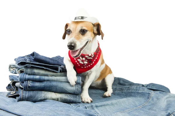Одяг для собак — стокове фото