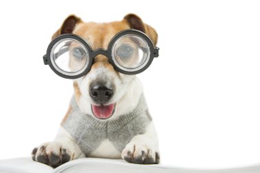 Akıllı Köpek