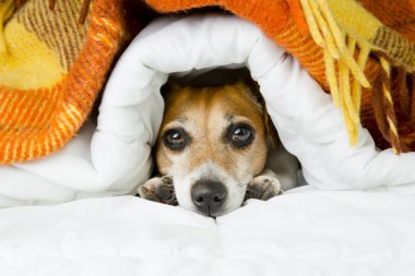 Sevimli rahat köpek