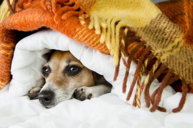 Sevimli köpek yatakta uyuyor
