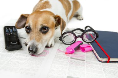 Evde beslenen hayvan iş arıyorum.