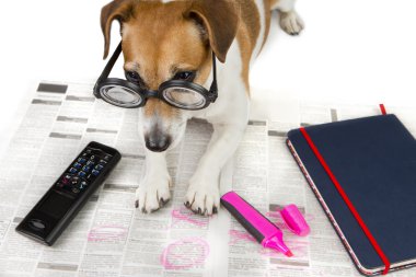 Evde beslenen hayvan iş arıyorum.