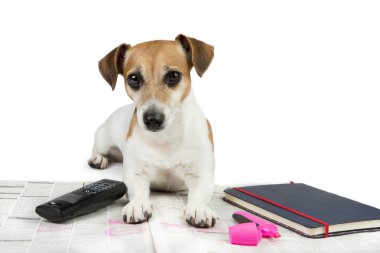 Evde beslenen hayvan iş arıyorum.