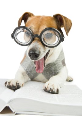 Akıllı köpek uzmanı eğlencelidir