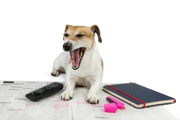 Pet looking for a job. — Stock Photo, Image