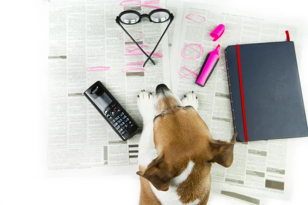 Mascotas buscando un trabajo . — Foto de Stock