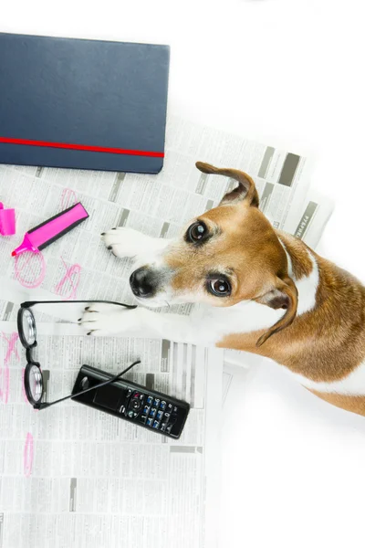 Mascotas buscando un trabajo . — Foto de Stock