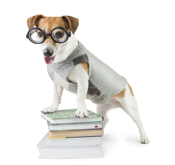 Smart fun dog is Studying — Stock Photo, Image