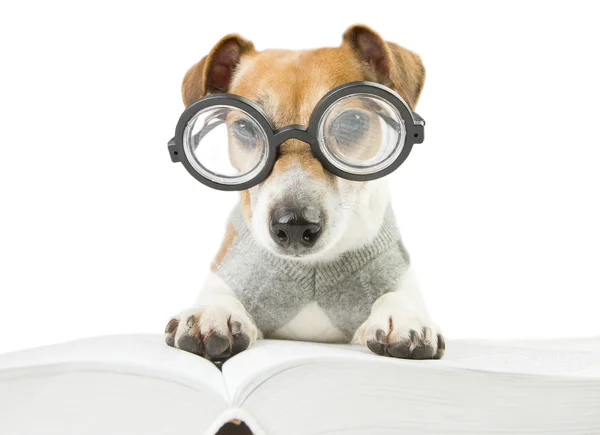 Slimme leuke is hond studeren — Stockfoto