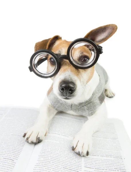 Akıllı köpek uzmanı eğlencelidir — Stok fotoğraf