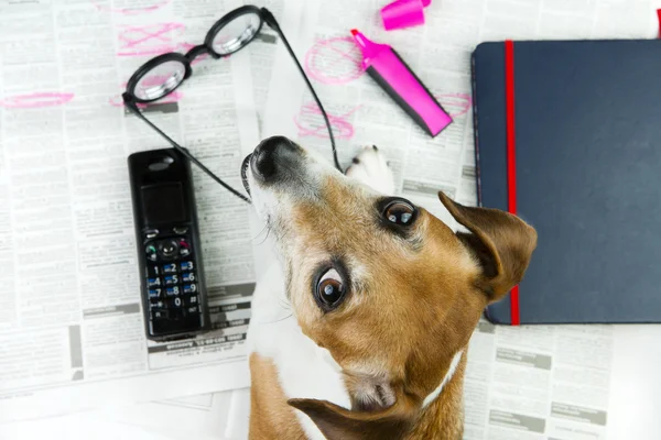 Mascotas buscando un trabajo . — Foto de Stock