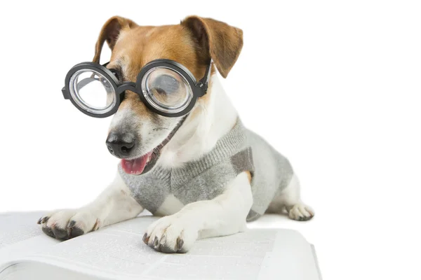 Cão divertido inteligente está estudando — Fotografia de Stock