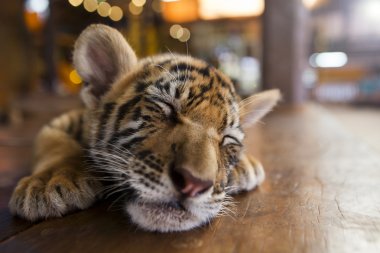 A small tiger resting clipart
