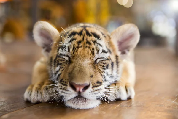 A small tiger resting