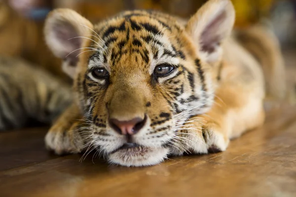Маленький тигр отдыхает — стоковое фото