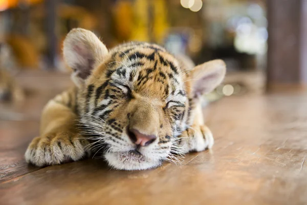 A small tiger resting — Stock Photo, Image