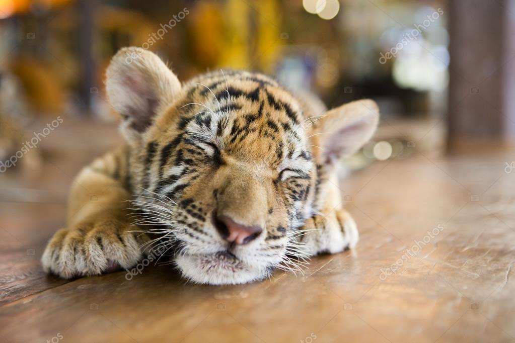 A small tiger resting — Stock Photo © Flydragonfly 68823801