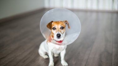 Küçük köpek veteriner Elizabethan yaka Jack Russell terrier