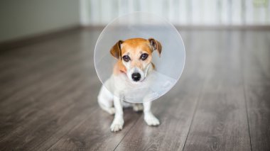 Küçük köpek veteriner Elizabethan yaka Jack Russell terrier