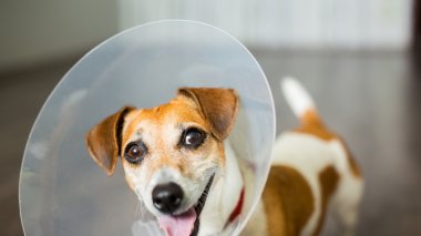 Küçük köpek veteriner Elizabethan yaka Jack Russell terrier