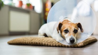 Küçük köpek veteriner Elizabethan yaka Jack Russell terrier