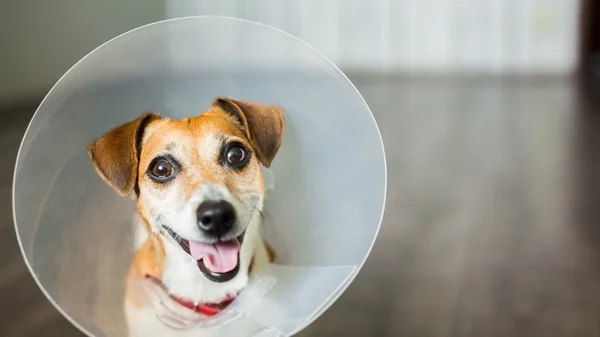 Pequeno cão Jack Russell terrier com colarinho elisabetano veterinário — Fotografia de Stock