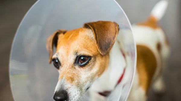 Pequeno cão Jack Russell terrier com colarinho elisabetano veterinário — Fotografia de Stock