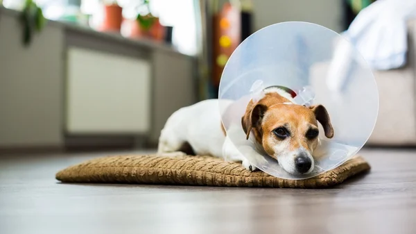 Uykulu köpek veteriner Elizabethan yaka Jack Russell terrier — Stok fotoğraf