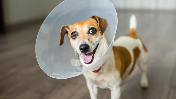 Chien Jack Russell terrier avec collier élisabéthain vétérinaire — Photo