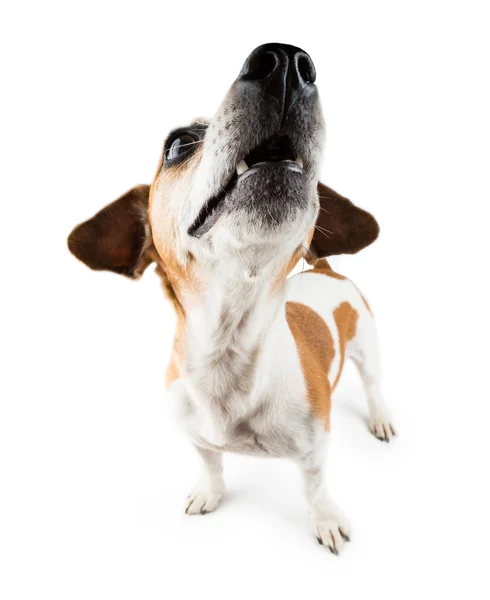 Funny small dog Jack Russell terrier lifted head up — Stock Photo, Image
