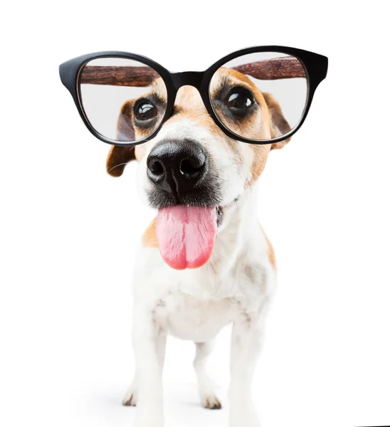 Abusón perro con gafas burlas mostrando lengua —  Fotos de Stock