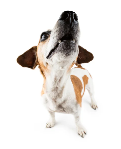 Funny small dog Jack Russell terrier lifted head up Stock Photo