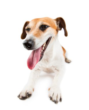 Köpek ile memnun namlu yalan