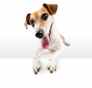 Kocaman bir gülümseme mutlu yavru