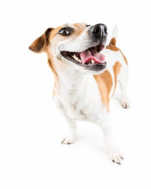 Kocaman bir gülümseme mutlu köpek