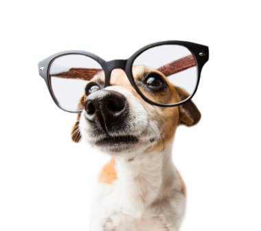Siyah çerçeve vizyon gözlük ile güzel köpek