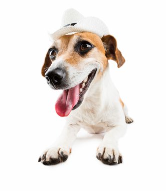 Jack russel terrier kızgın köpek