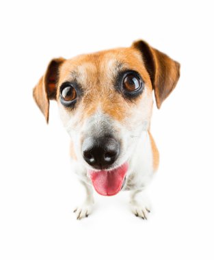 Nazik ve neşeli komik yavru köpek arıyorum