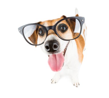 Nazik ve neşeli komik yavru köpek arıyorum