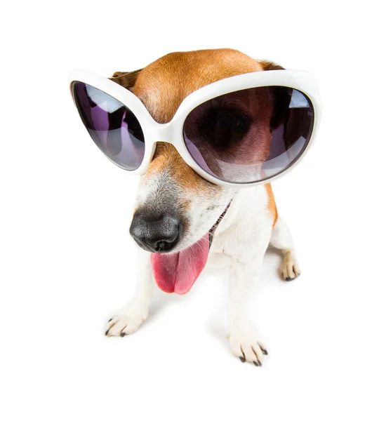 Sonnenbrille netter Hund — Stockfoto