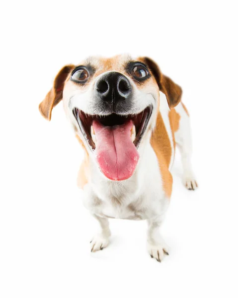 Jack Russel terrier fortørnet hund - Stock-foto