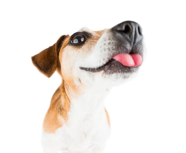 Dog showing tongue bully in spite of all the problems — Stock Photo, Image