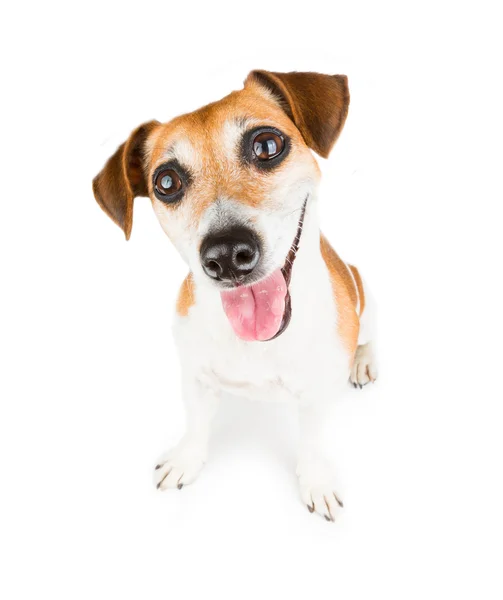 Niedliches kleines Haustier — Stockfoto