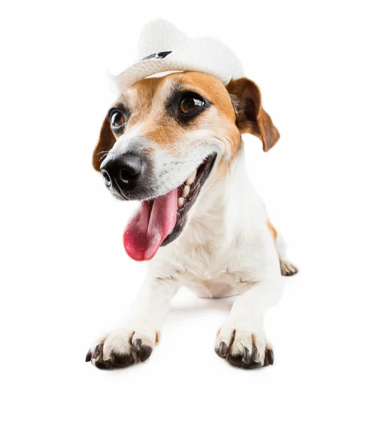 Jack Russel Terrier verärgert Hund — Stockfoto