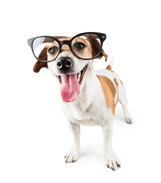 Cool smart dog — Stock Photo, Image